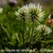 Trèfle des Montagnes ( Trifolium montanum L. - FBV1 )