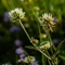 Trèfle des Montagnes ( Trifolium montanum L. - FBV2 )