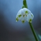 Nivéole  (Leucojum vernum - FBV4 )