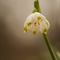 Nivéole  (Leucojum vernum - FBV9 )