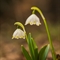 Nivéole  (Leucojum vernum - FBV5 )