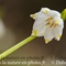 Nivéole  (Leucojum vernum - FBV7 )