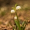 Nivéole  (Leucojum vernum - FBV8 )