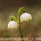 Nivéole  (Leucojum vernum - FBV10 )