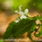 Cardamine à sept folioles (Cardamine heptaphylla - FBV2 )