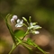 Cardamine à sept folioles (Cardamine heptaphylla - FBV3 )