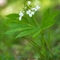 Cardamine à sept folioles (Cardamine heptaphylla - FBV5 )