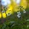 Cardamine à sept folioles (Cardamine heptaphylla - FBV6 )