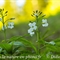 Cardamine à sept folioles (Cardamine heptaphylla - FBV10 )