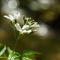 Cardamine à sept folioles (Cardamine heptaphylla - FBV8 )