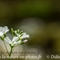 Cardamine à sept folioles (Cardamine heptaphylla - FBV9 )