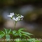 Cardamine à sept folioles (Cardamine heptaphylla - FBV4 )