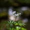 Cardamine à sept folioles (Cardamine heptaphylla - FBV11 )