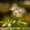 Cardamine à sept folioles (Cardamine heptaphylla - FBV12 )