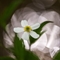 Renoncule à feuilles d'aconit (Ranunculus aconitifolius - FBV4 )