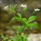 Renoncule à feuilles d'aconit (Ranunculus aconitifolius - FBV1 )