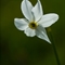 Narcisse des Poètes ( Narcissus poeticus - FBV2)