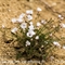 Lin à feuilles de Salsola ( Linum suffruticosum subsp. appressum - FBV1)