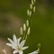Phalangère à fleurs de Lis (Anthericum liliago - FBV2 )