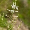 Phalangère à fleurs de Lis (Anthericum liliago - FBV3 )
