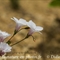 Lin à feuilles de Salsola ( Linum suffruticosum subsp. appressum - FBV2)