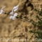 Lin à feuilles de Salsola ( Linum suffruticosum subsp. appressum - FBV3)