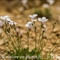 Lin à feuilles de Salsola ( Linum suffruticosum subsp. appressum - FBV4)