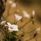 Lin à feuilles de Salsola ( Linum suffruticosum subsp. appressum - FBV5)