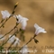 Lin à feuilles de Salsola ( Linum suffruticosum subsp. appressum - FBV6)