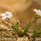 Lin à feuilles de Salsola ( Linum suffruticosum subsp. appressum - FBV7)