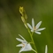 Phalangère à fleurs de Lis (Anthericum liliago - FBV1 )