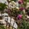 Saxifrage paniculée (Saxifraga paniculata - FBV9 )