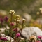 Saxifrage paniculée (Saxifraga paniculata - FBV7 )