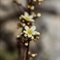 Saxifrage paniculée (Saxifraga paniculata - FBV8 )