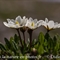 Dryade à huit pétales ( Dryas octopetala - FBV3)