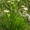 Fenouil des Alpes (Meum athamanticum Jacq. - FBV1)
