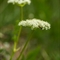 Fenouil des Alpes (Meum athamanticum Jacq. - FBV2)