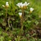 Saxifrage granulée ( saxifraga granulata - FBV4 )