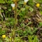 Saxifrage granulée ( saxifraga granulata - FBV5 )