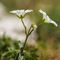 Céraiste des champs (cerastium arvense - FBV4 )