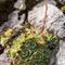 Saxifrage paniculée (Saxifraga paniculata - FBV3 )