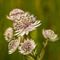 Grande Astrance (Astrantia major - FBV1)