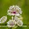 Grande Astrance (Astrantia major - FBV2)