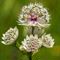 Grande Astrance (Astrantia major - FBV3)