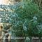 Petit Nepeta (nepeta nepetella - FBV1)