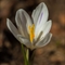 Crocus (Crocus vernus -FBV1) 