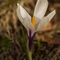 Crocus (Crocus vernus -FBV2) 