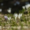 Crocus (Crocus vernus -FBV3) 