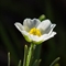 Renoncule de Kuepfer ( Ranunculus kuepferi - FBV11 )