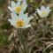 Pulsatille des Alpes ( Anemone alpina subsp. alpina - FBV9 )